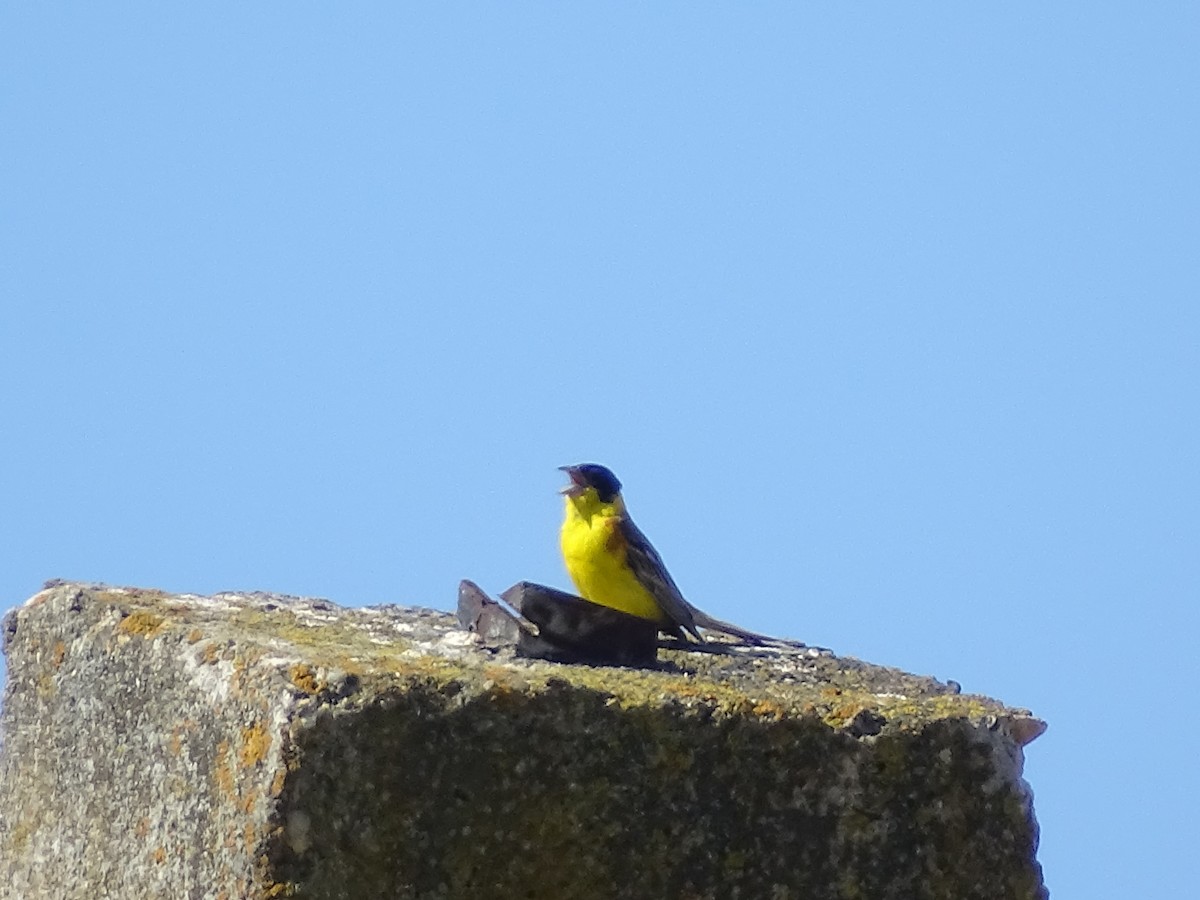 Хар толгойт хөмрөг - ML638543749