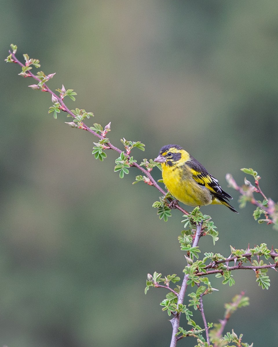 Yellow-breasted Greenfinch - ML638543757