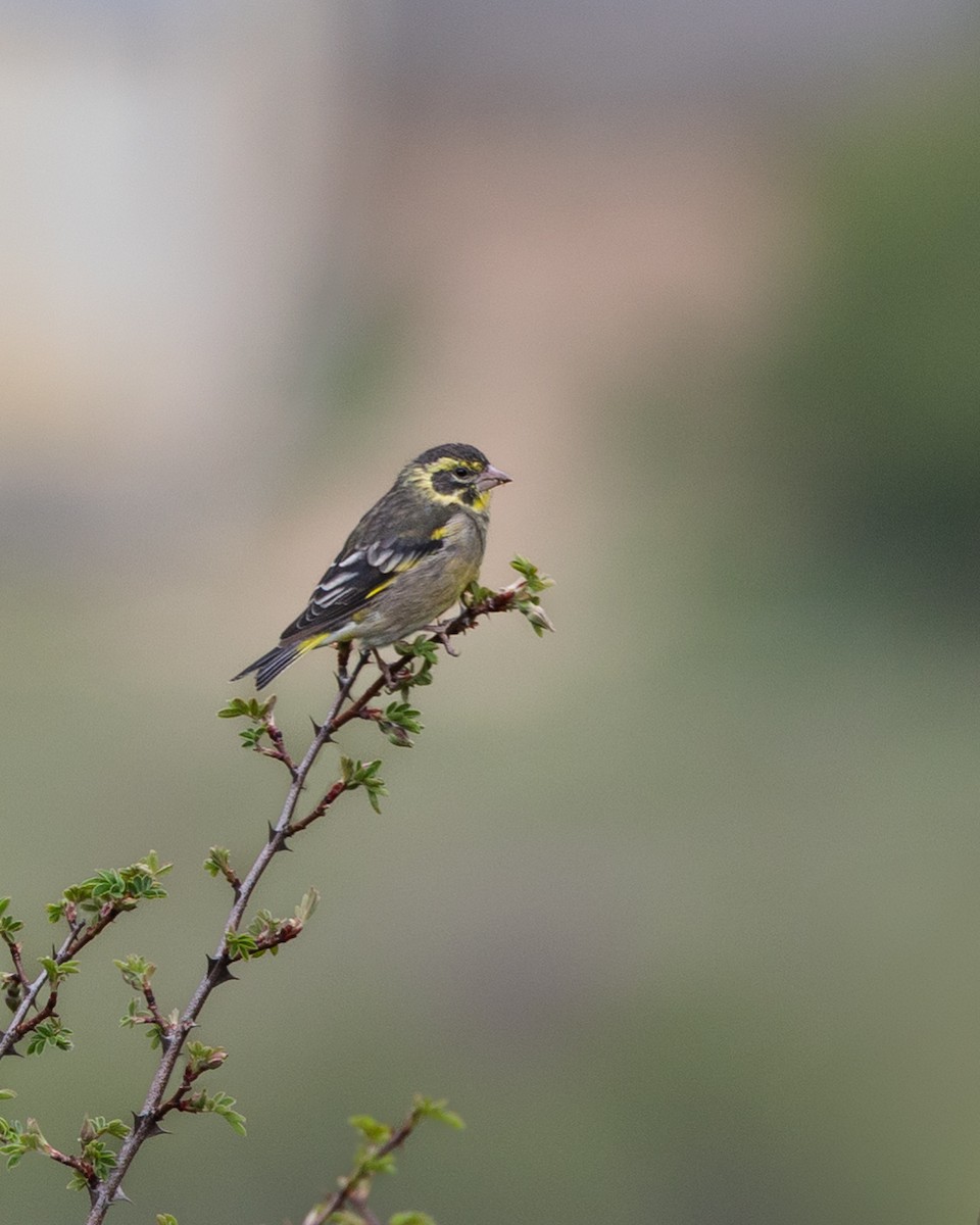 Yellow-breasted Greenfinch - ML638543758