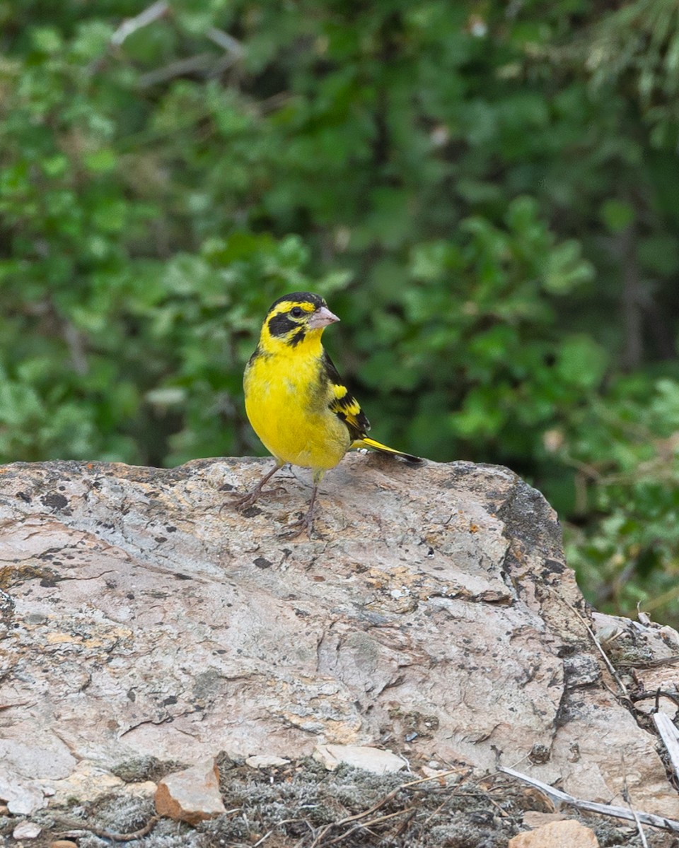 Yellow-breasted Greenfinch - ML638543759