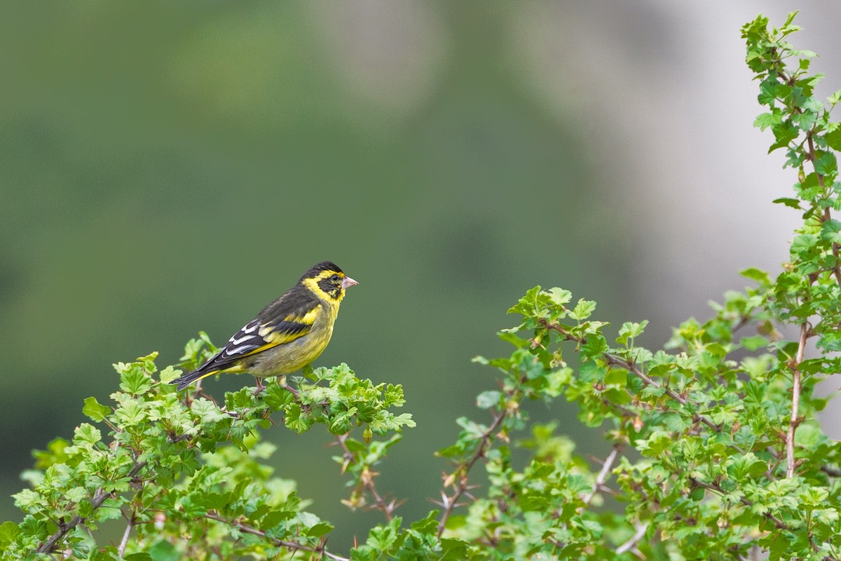 Yellow-breasted Greenfinch - ML638543760