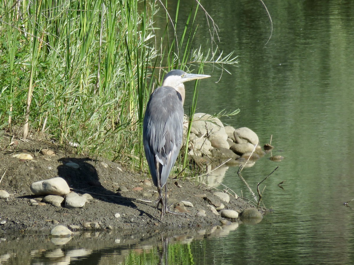 Great Blue Heron - ML638543778