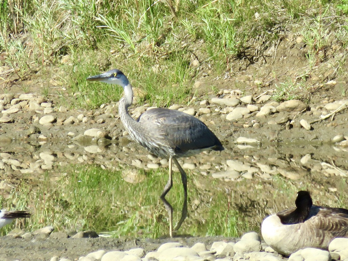 Great Blue Heron - ML638543779