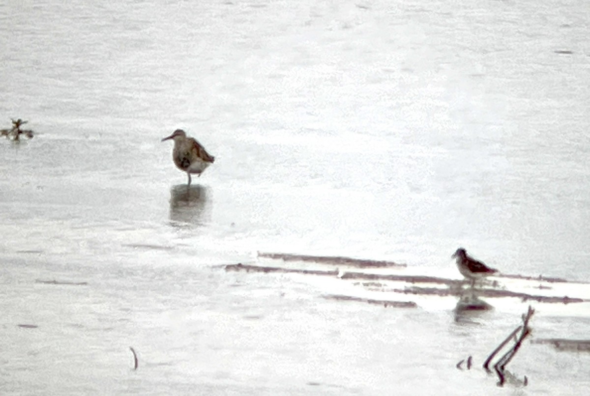 Pectoral Sandpiper - ML638543791