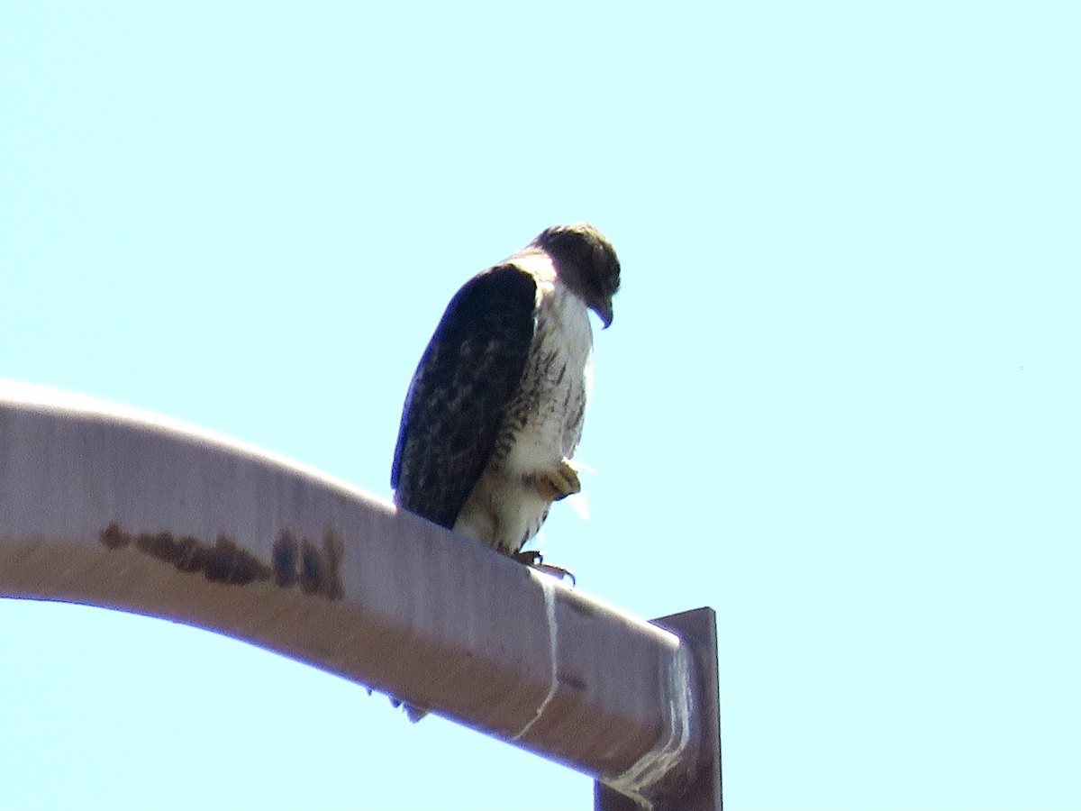 Red-tailed Hawk - ML638543794