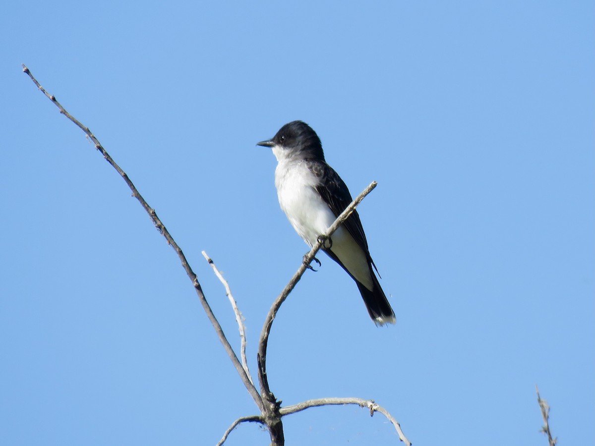 Eastern Kingbird - ML638543808