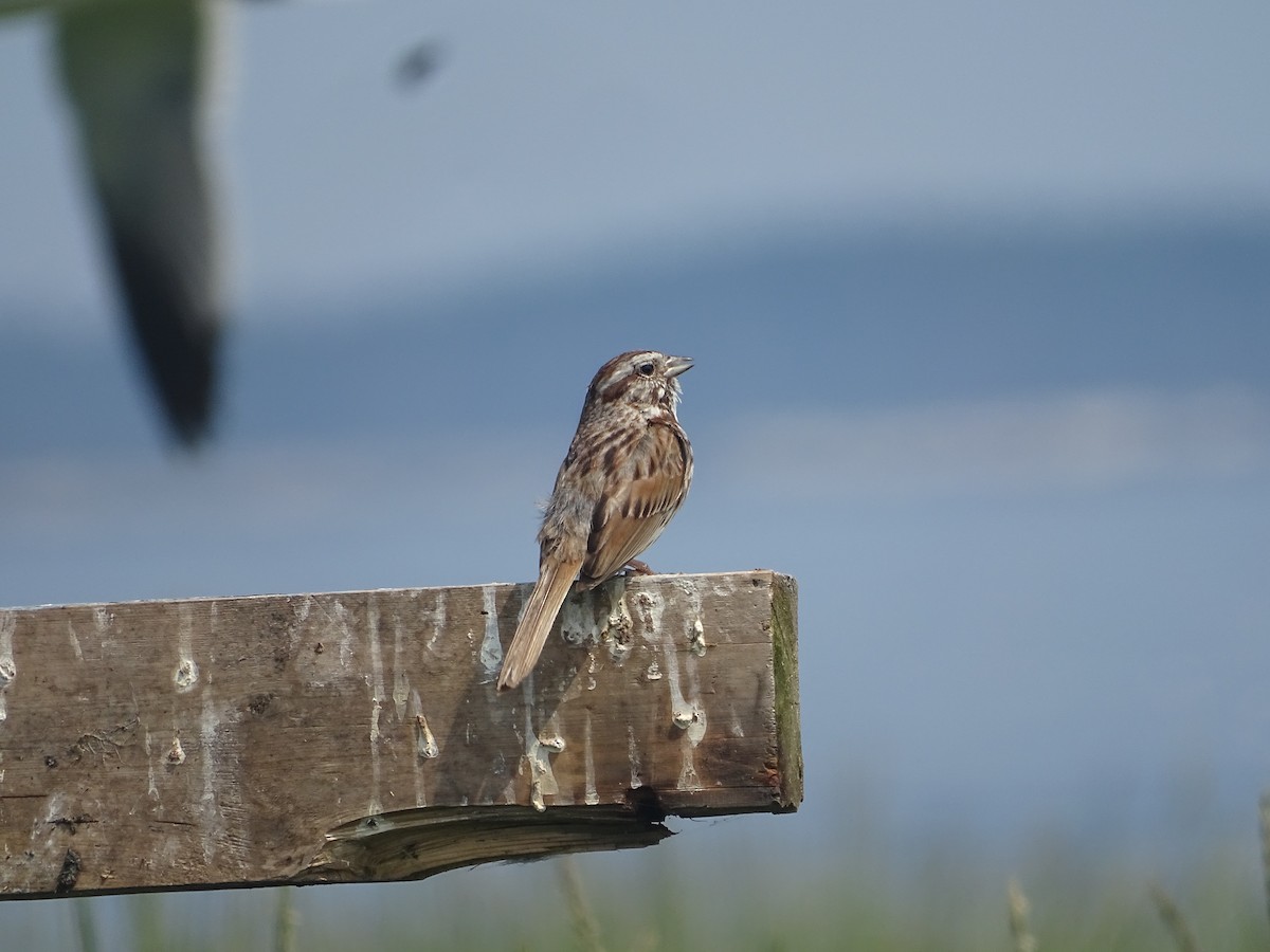 Song Sparrow - ML638543814