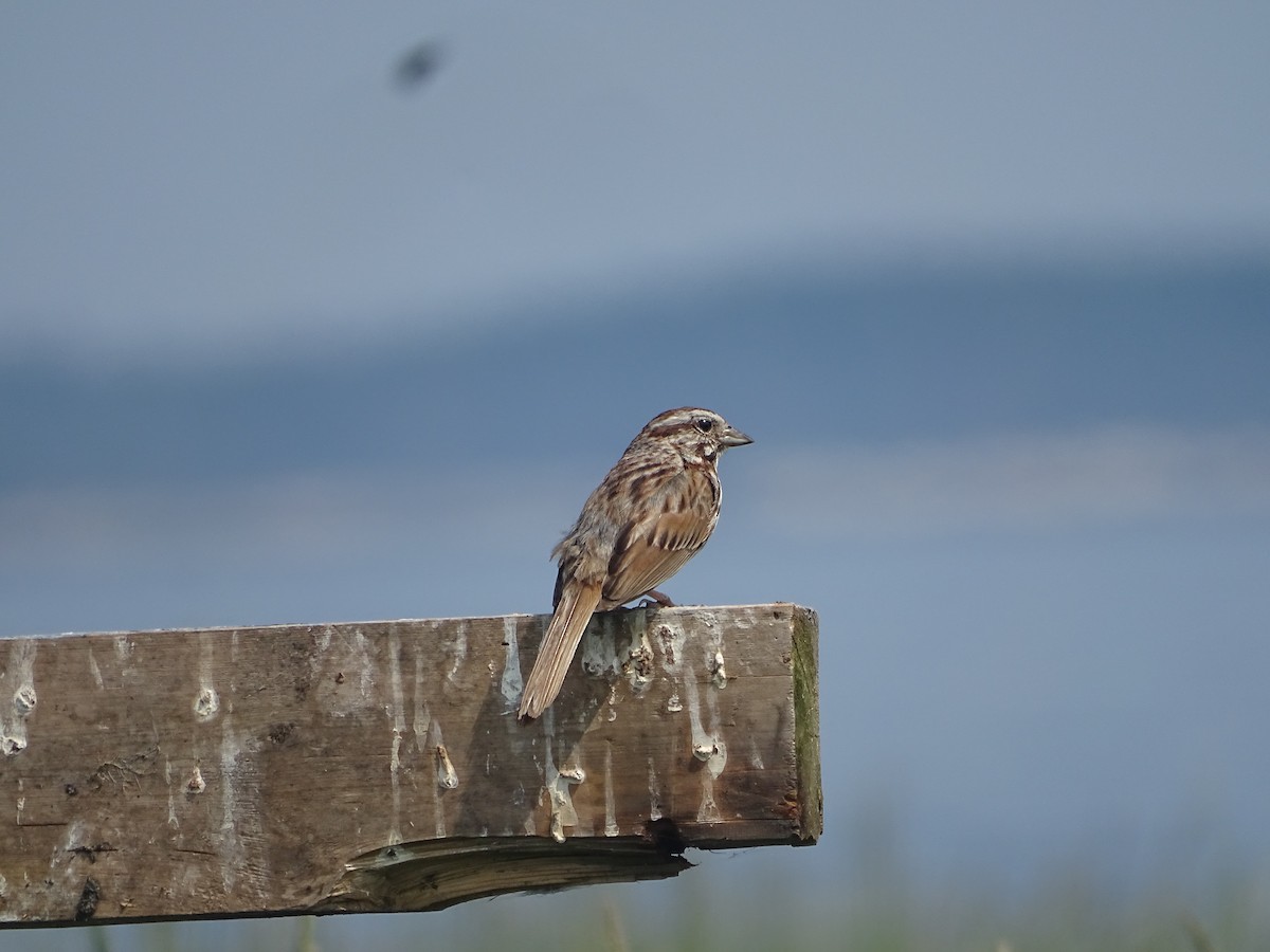 Song Sparrow - ML638543815