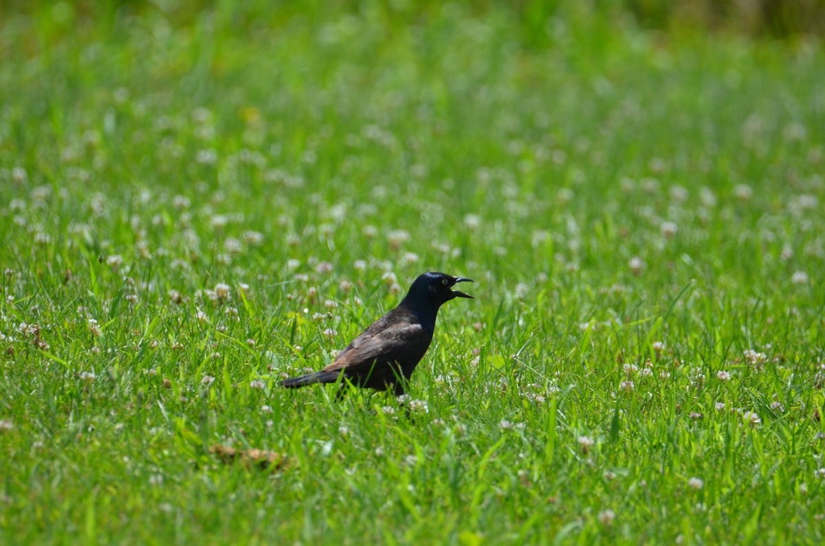 Common Grackle - ML638543843