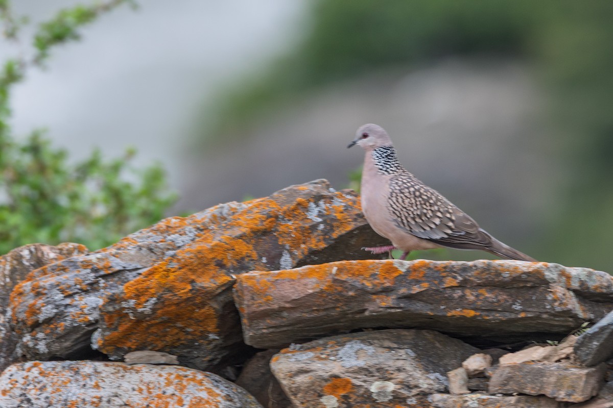 Spotted Dove - ML638543845