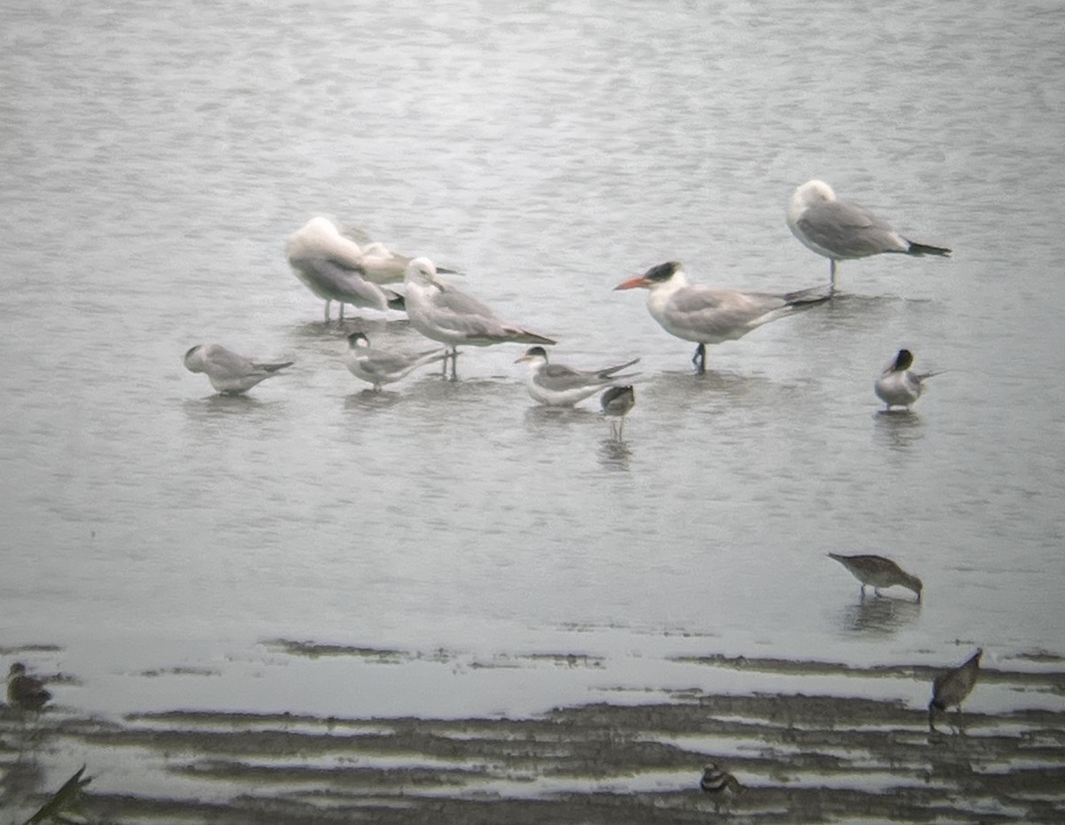 Forster's Tern - ML638543846