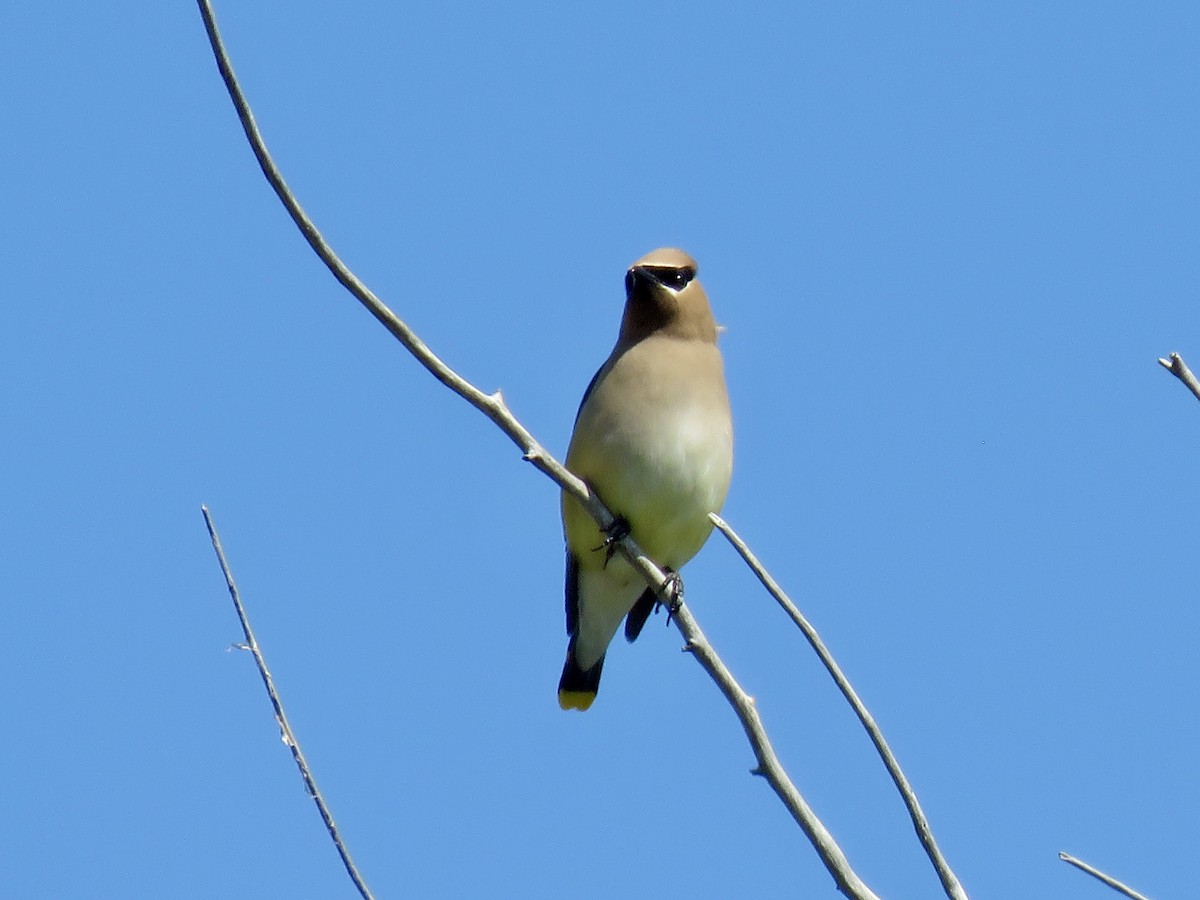 Cedar Waxwing - ML638543856