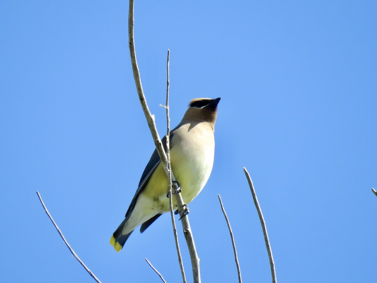 Cedar Waxwing - ML638543857