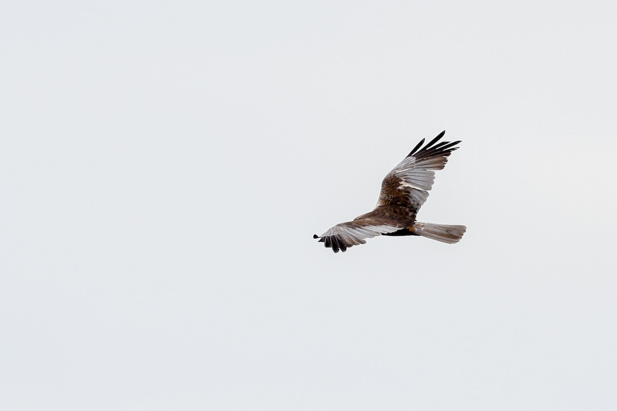 Western Marsh Harrier - ML638543859