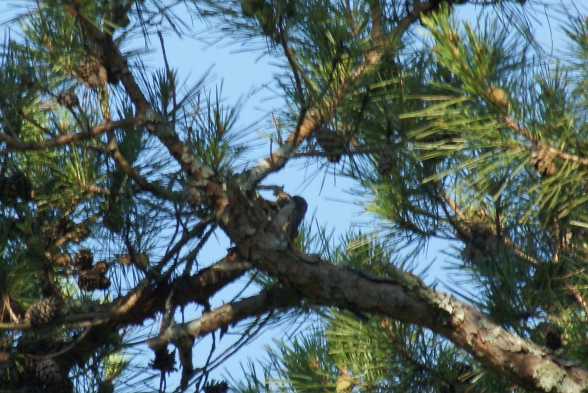 Brown-headed Nuthatch - ML638543896