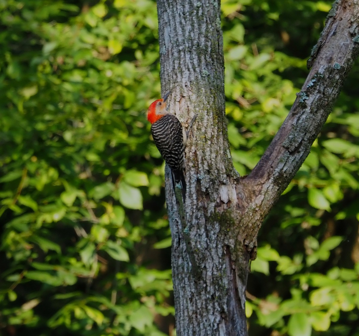 Red-bellied Woodpecker - ML638543903
