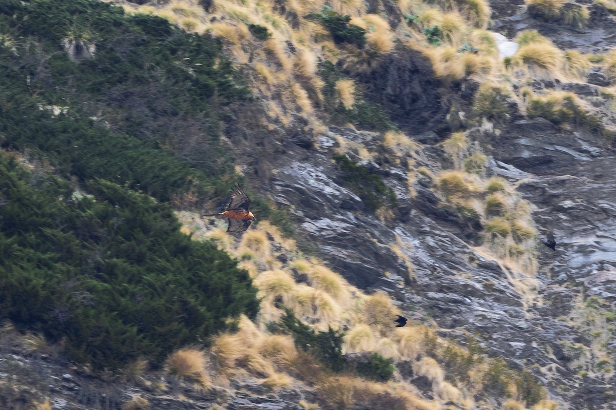 Bearded Vulture - ML638543909