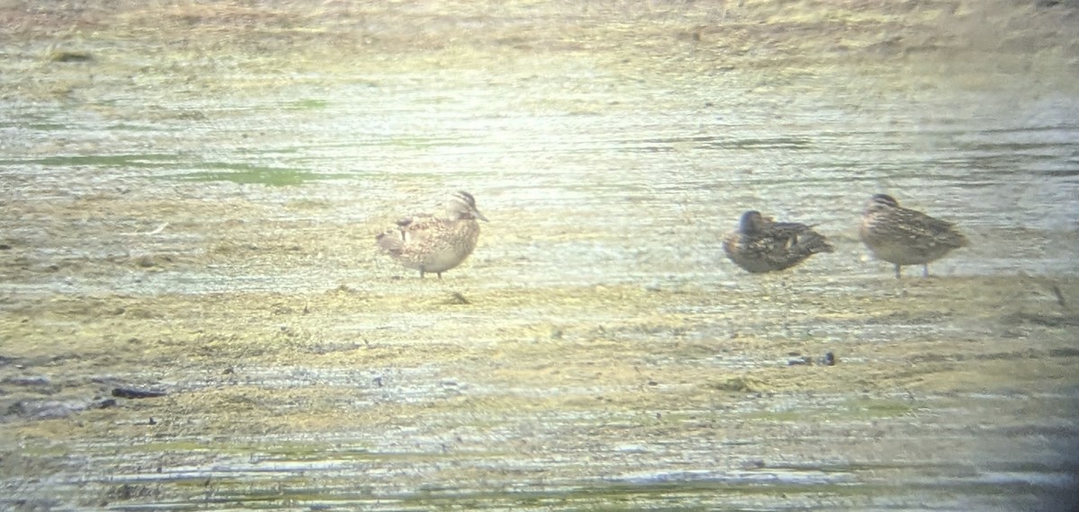 Green-winged Teal - ML638543913