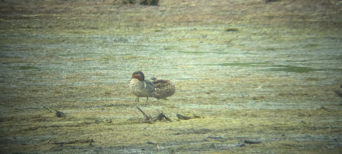 Green-winged Teal - ML638543914