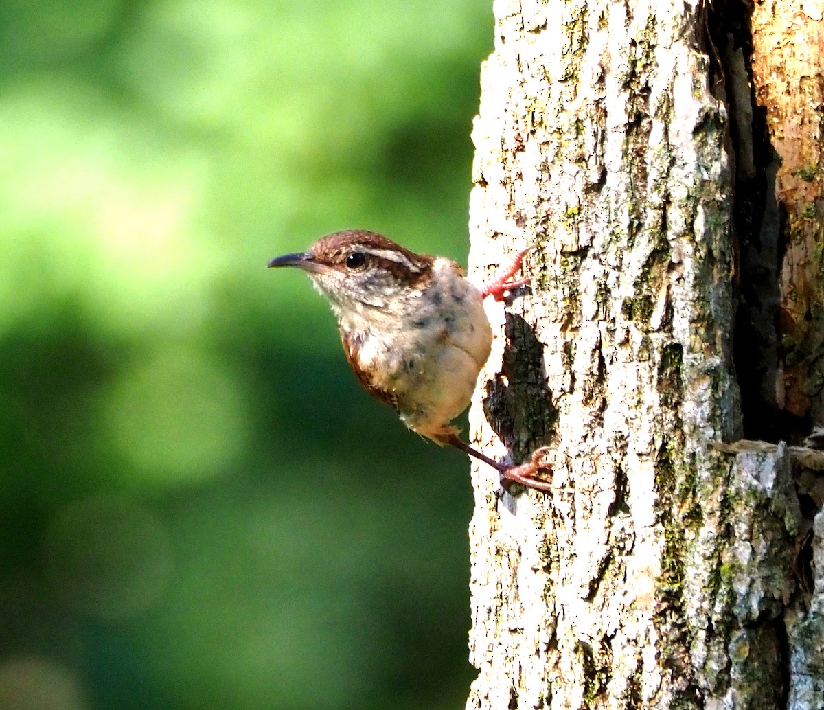 Carolina Wren - ML638543927