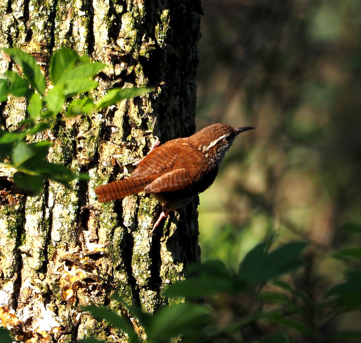 Carolina Wren - ML638543928
