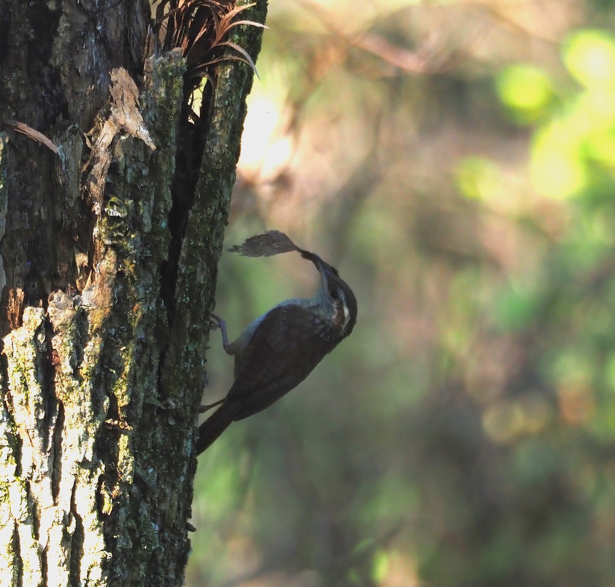 Carolina Wren - ML638543929