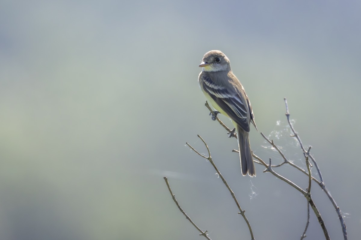 Willow Flycatcher - ML638543941