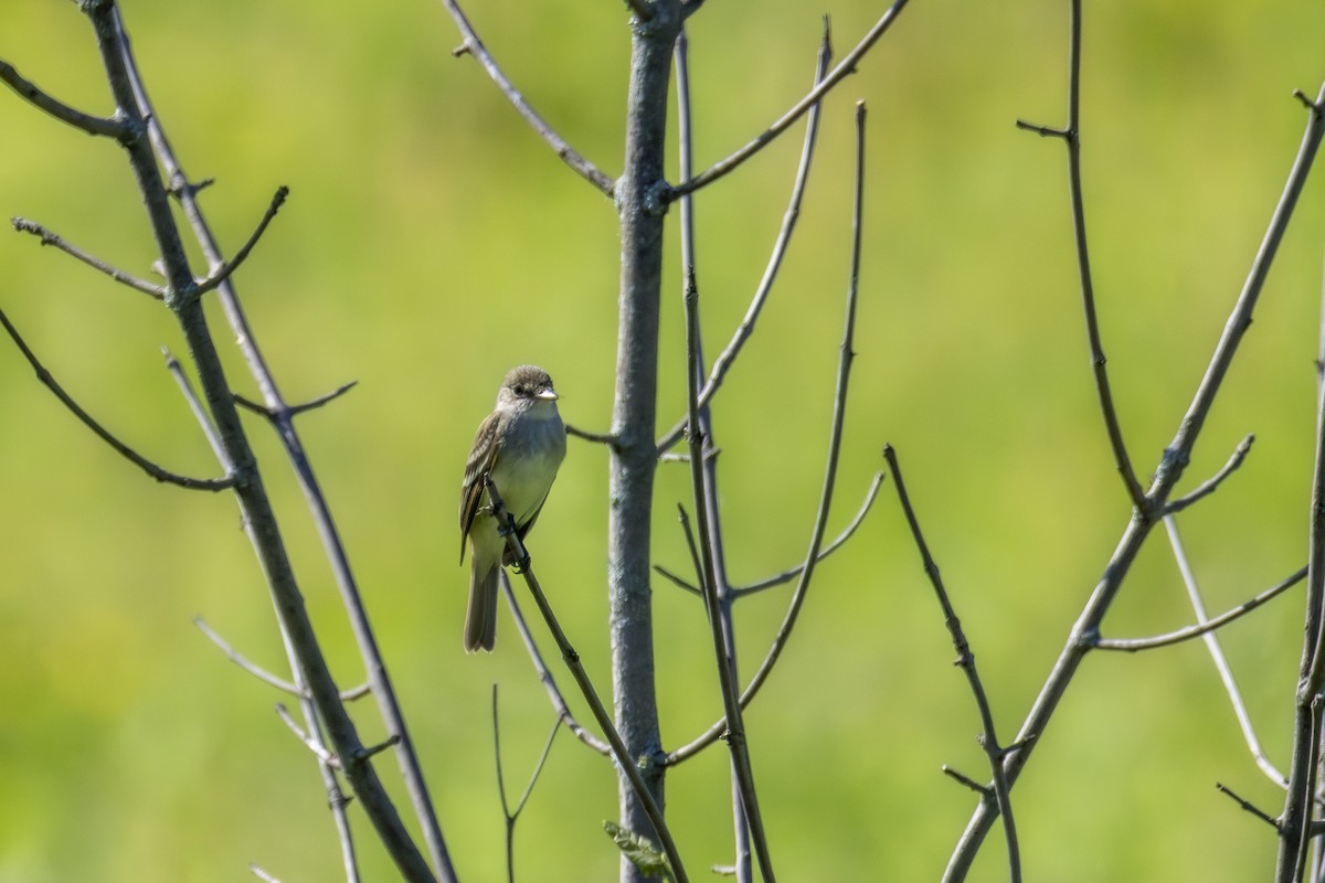 Willow Flycatcher - ML638543948