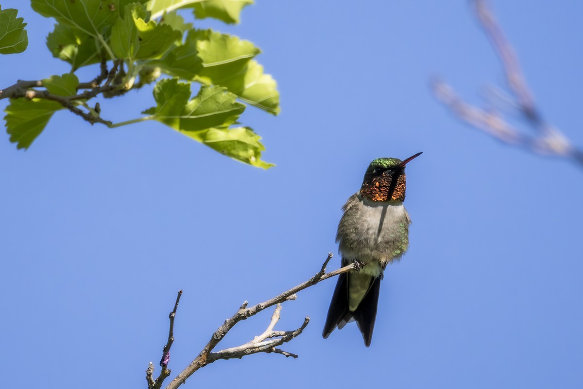 Ruby-throated Hummingbird - ML638543961