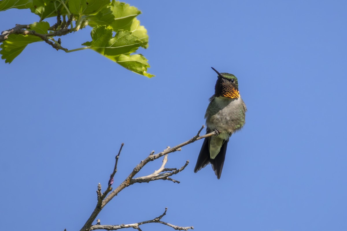 Ruby-throated Hummingbird - ML638543962
