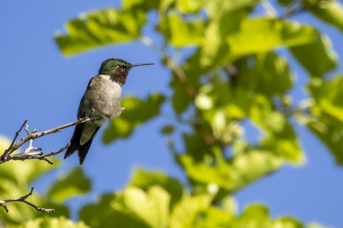 Ruby-throated Hummingbird - ML638543963