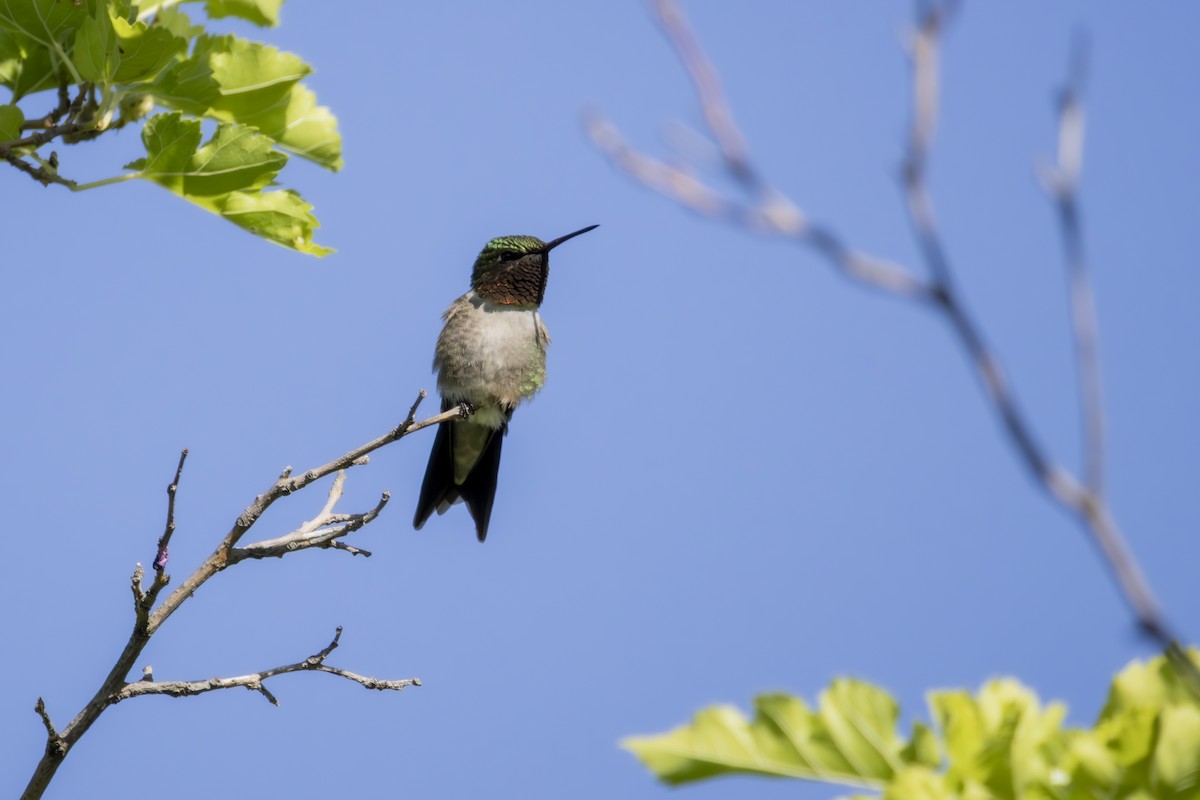 Ruby-throated Hummingbird - ML638543964