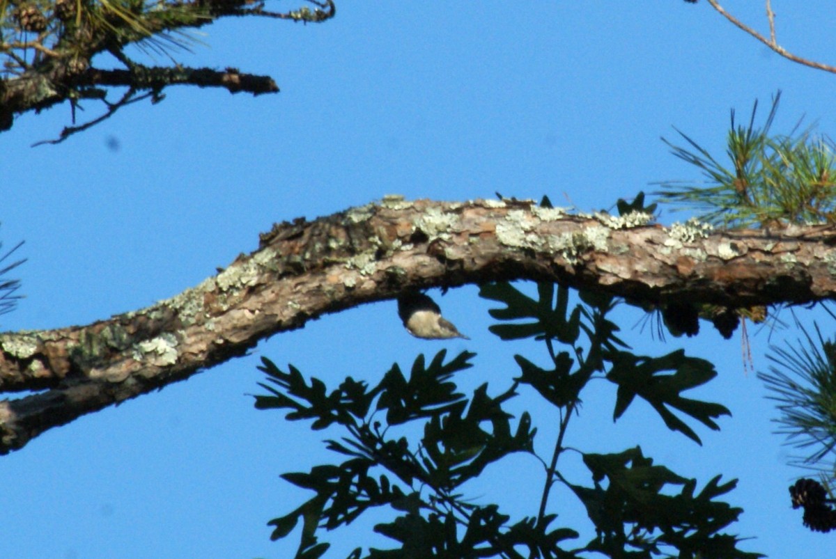 Brown-headed Nuthatch - ML638543967