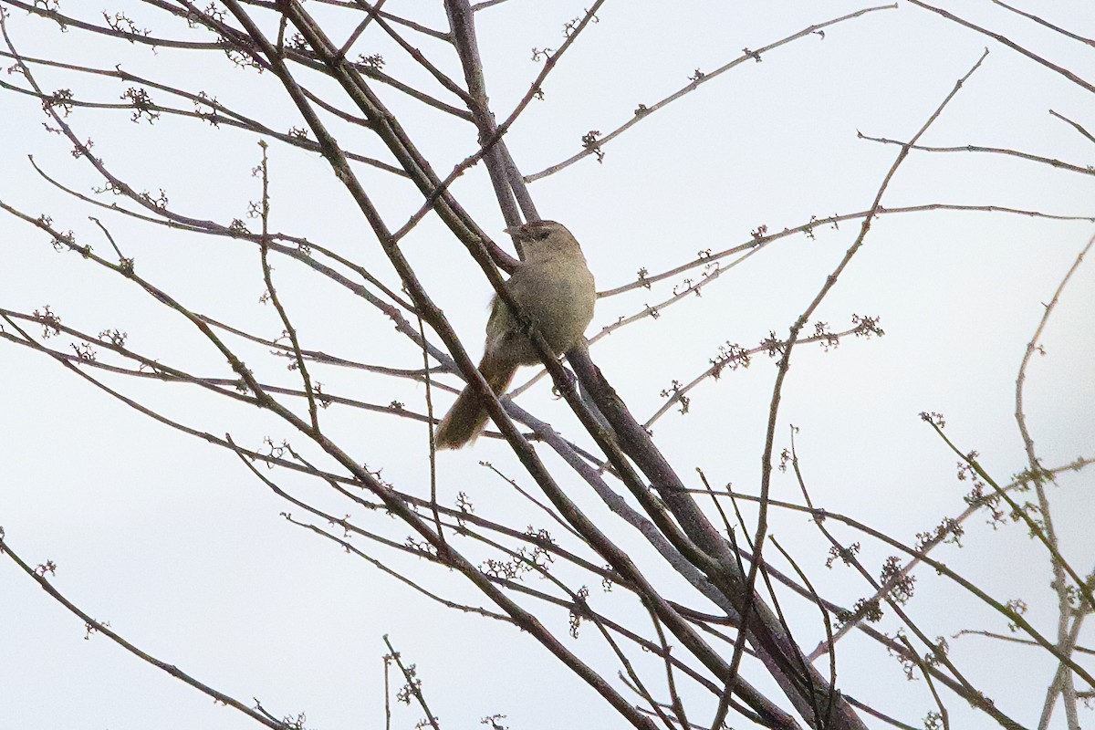 Rufous-fronted Thornbird (Rufous-fronted) - ML638543969