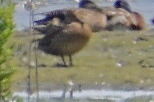 duck sp. - ML638544018