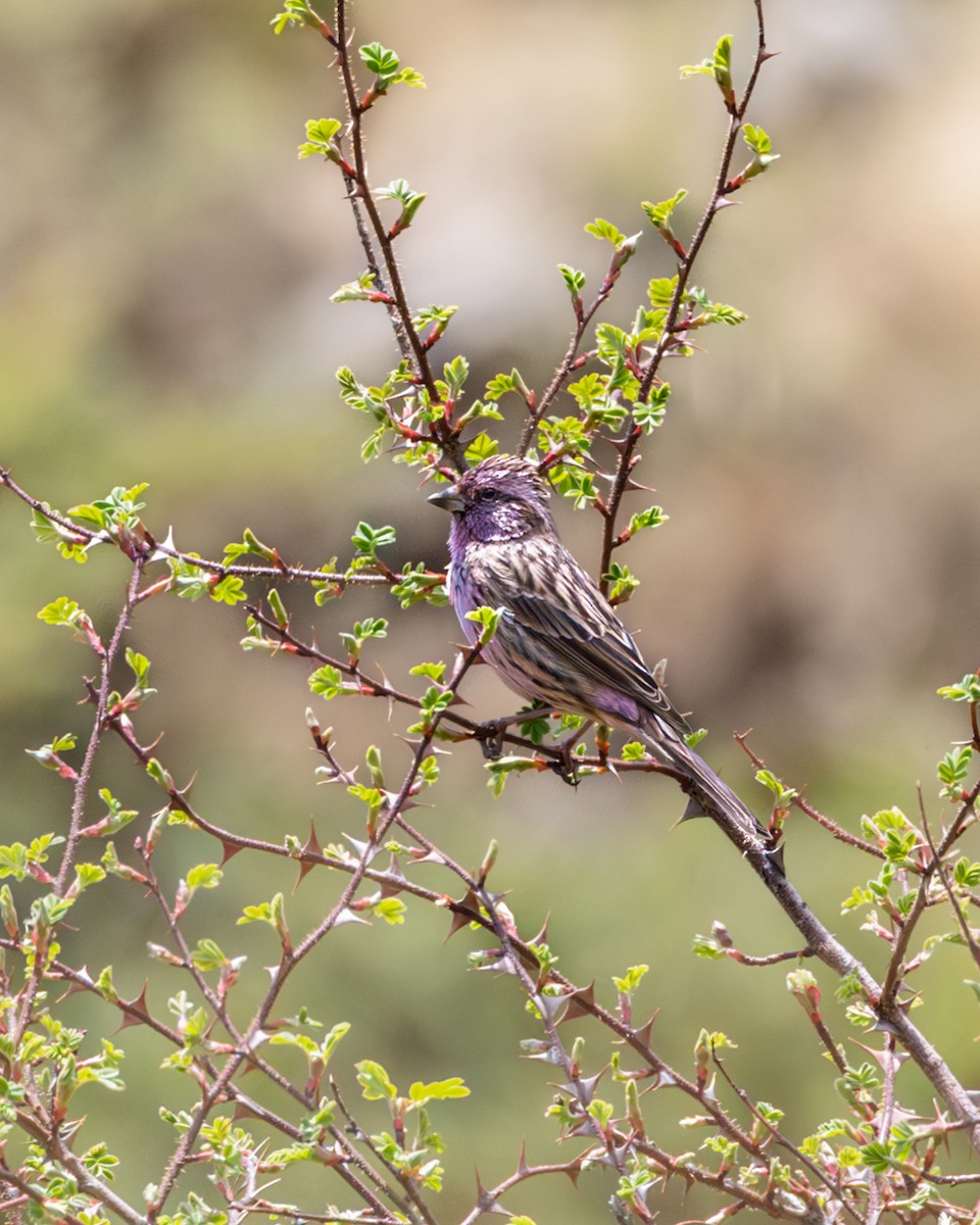 Himalayan Beautiful Rosefinch - ML638544028