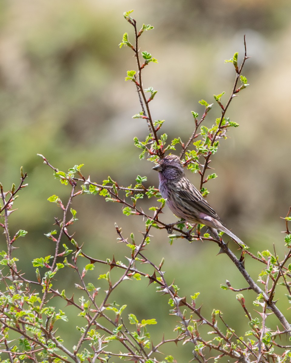 Himalayan Beautiful Rosefinch - ML638544029