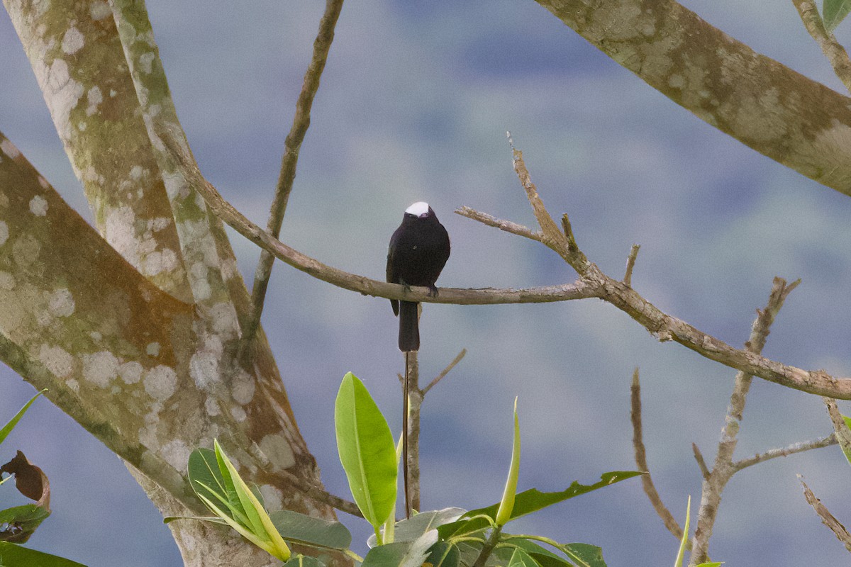 Long-tailed Tyrant - ML638544030