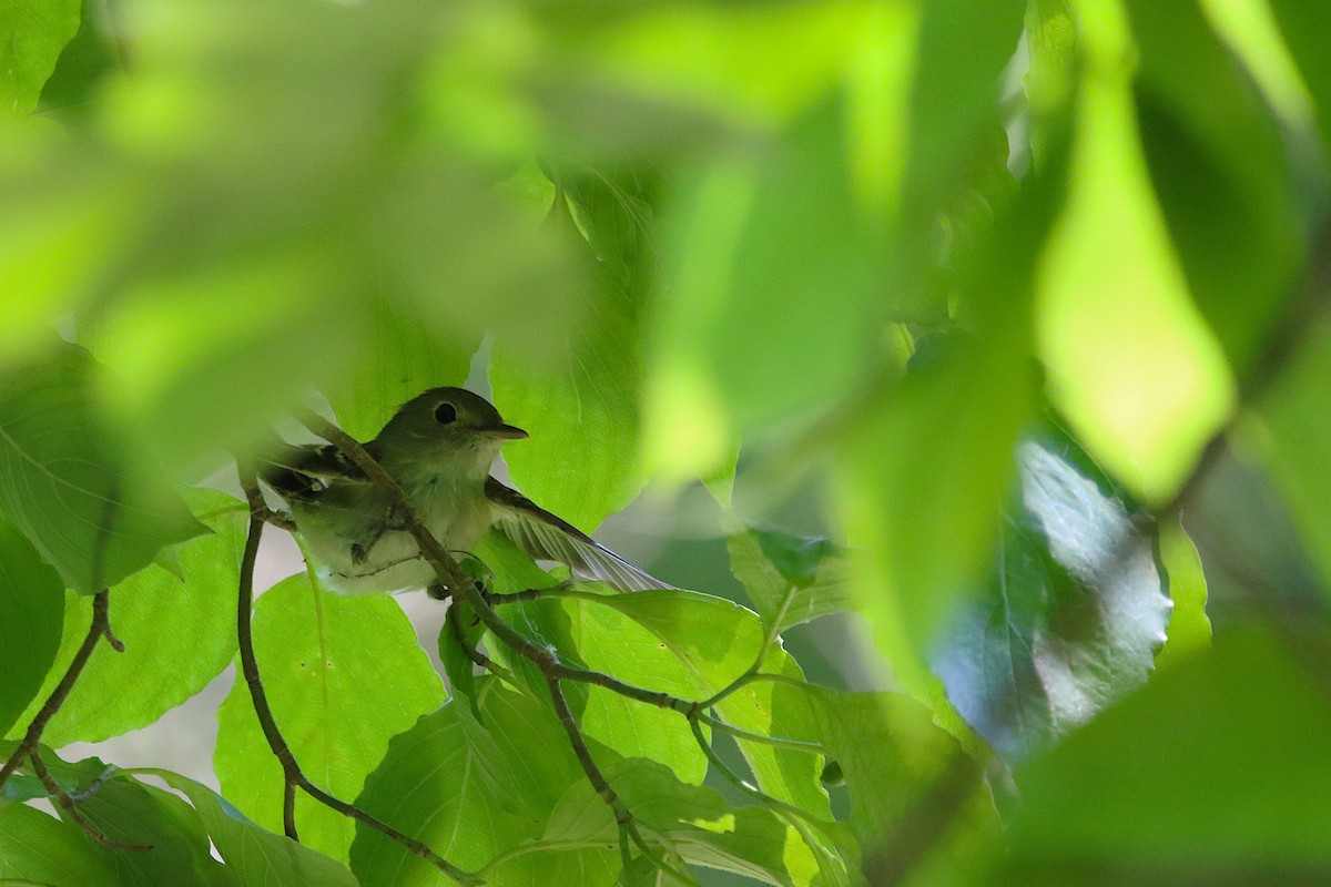 Acadian Flycatcher - ML638544059