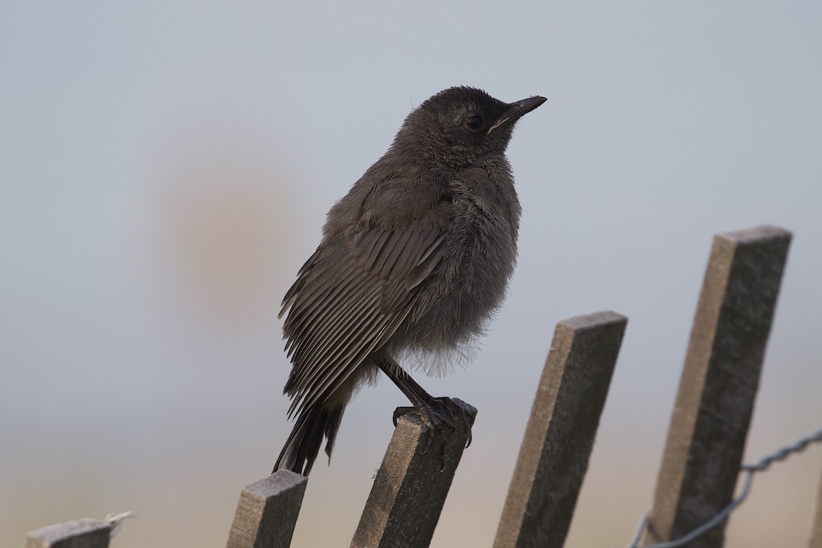 Gray Catbird - ML638544071