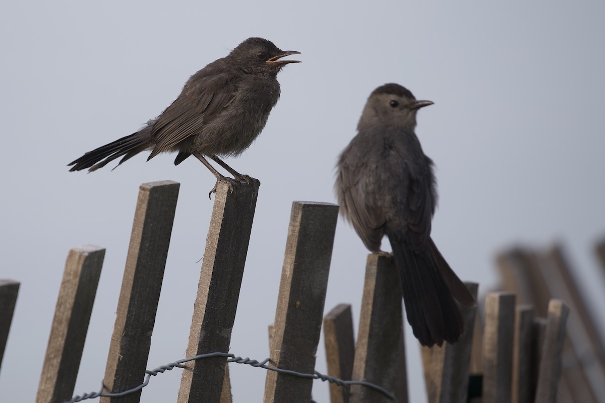 Gray Catbird - ML638544073