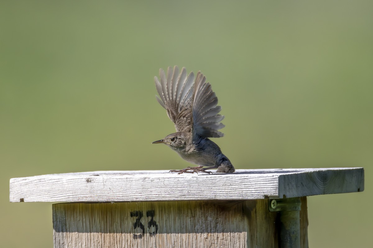 Northern House Wren - ML638544084
