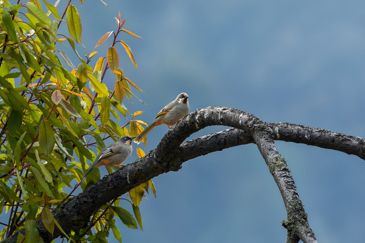 Variegated Laughingthrush - ML638544088