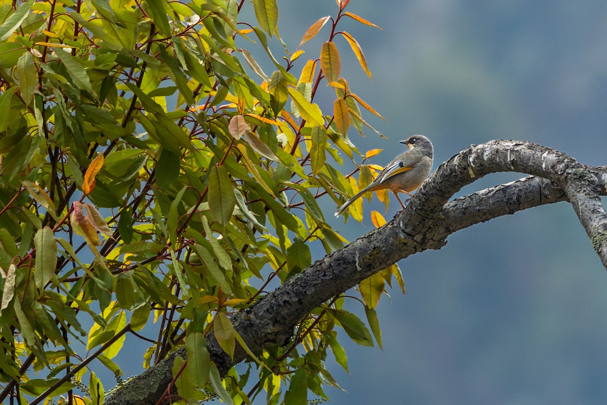 Variegated Laughingthrush - ML638544089