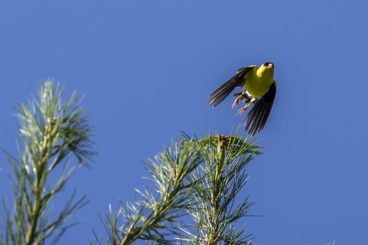 American Goldfinch - ML638544093