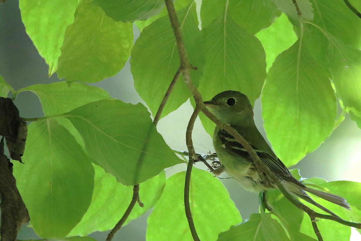 Acadian Flycatcher - ML638544110