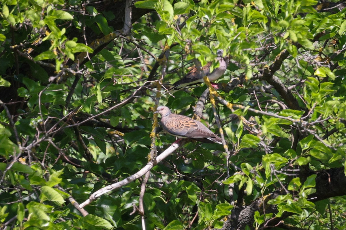 European Turtle-Dove - ML638544111
