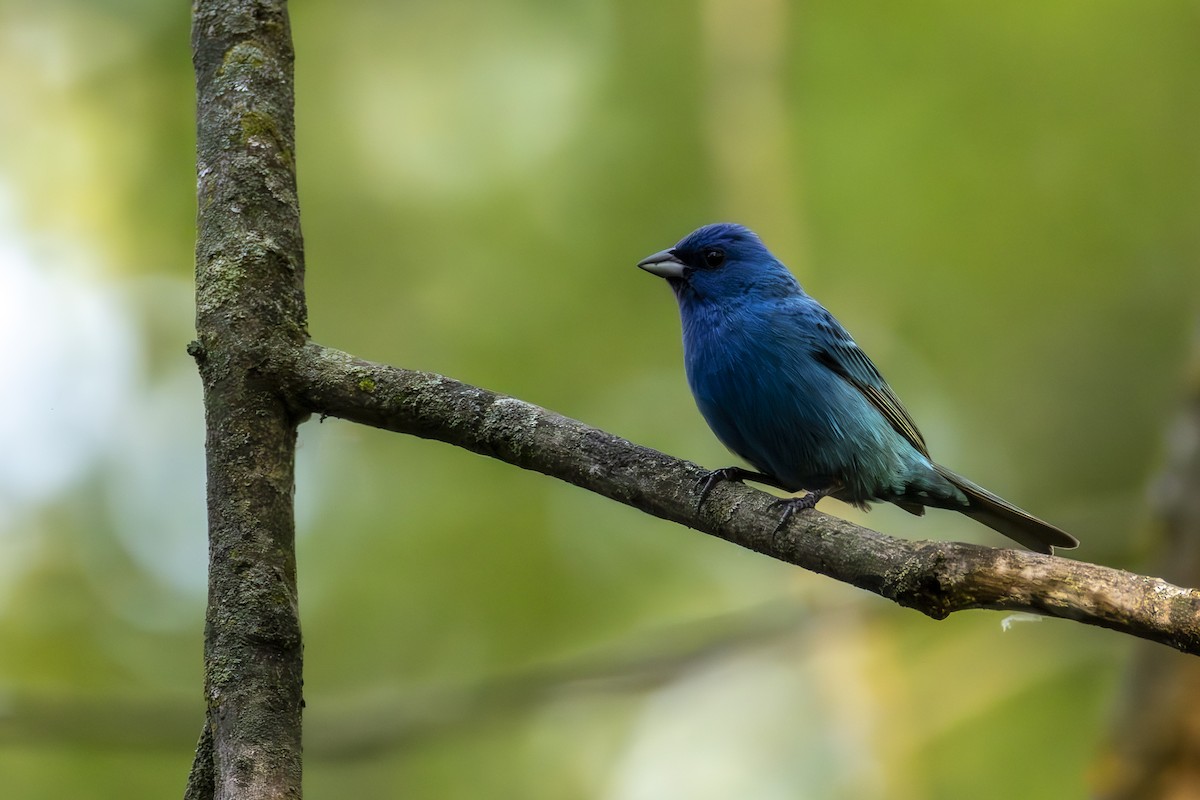 Indigo Bunting - ML638544133