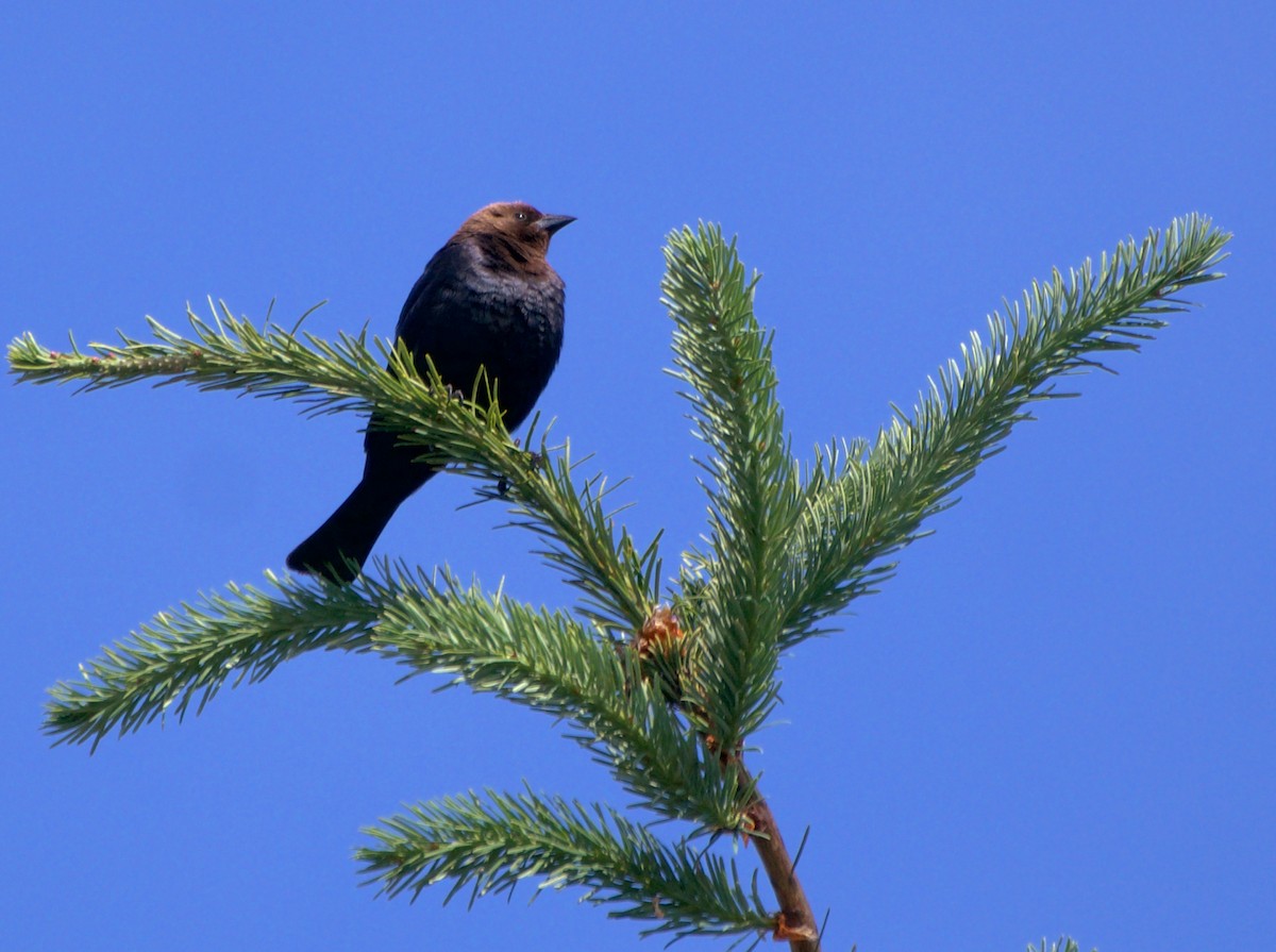 Brown-headed Cowbird - ML638544147