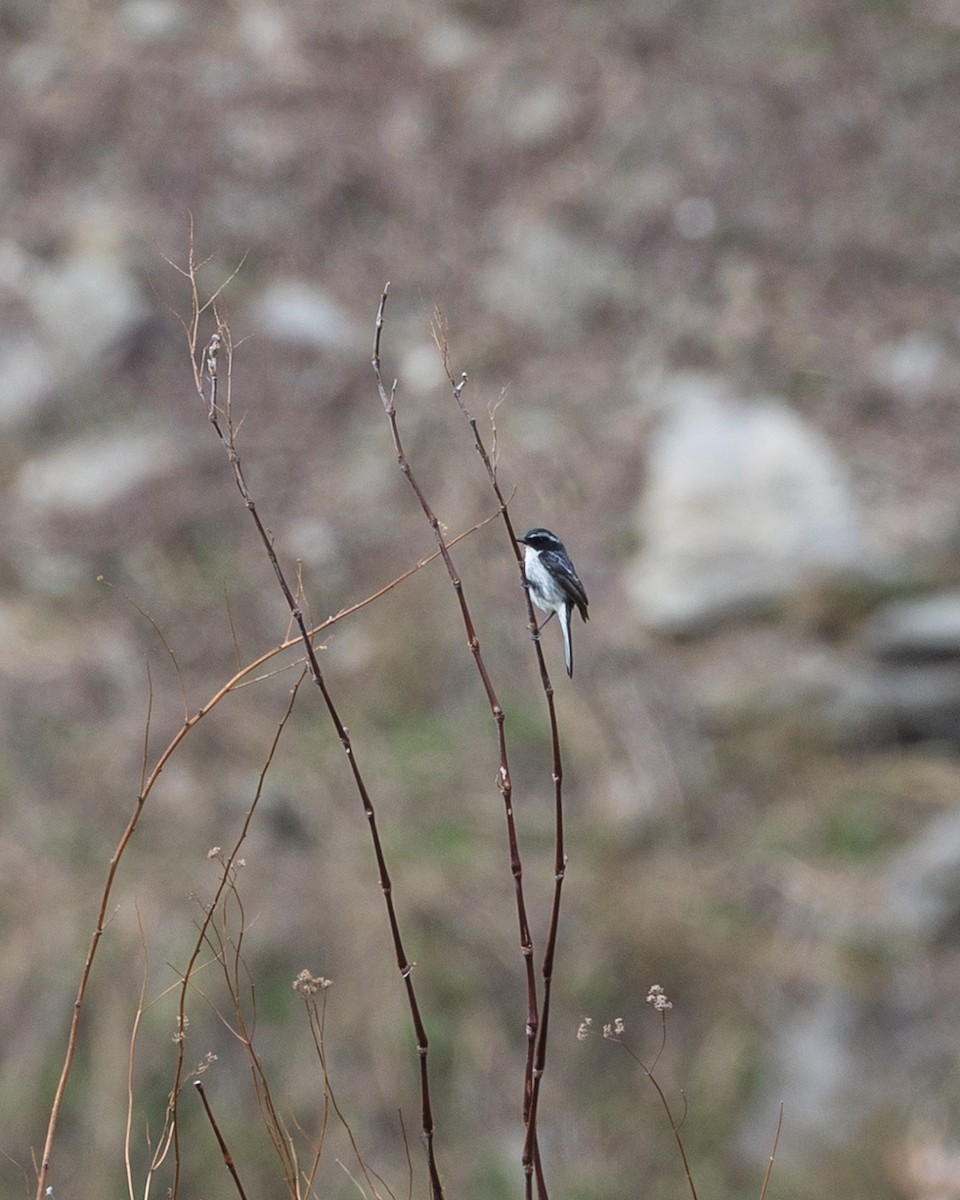 Gray Bushchat - ML638544154